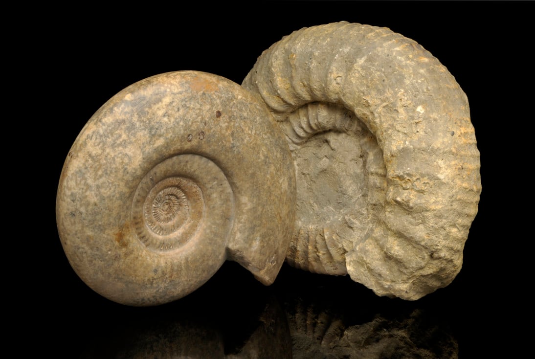 Two Ammonites together